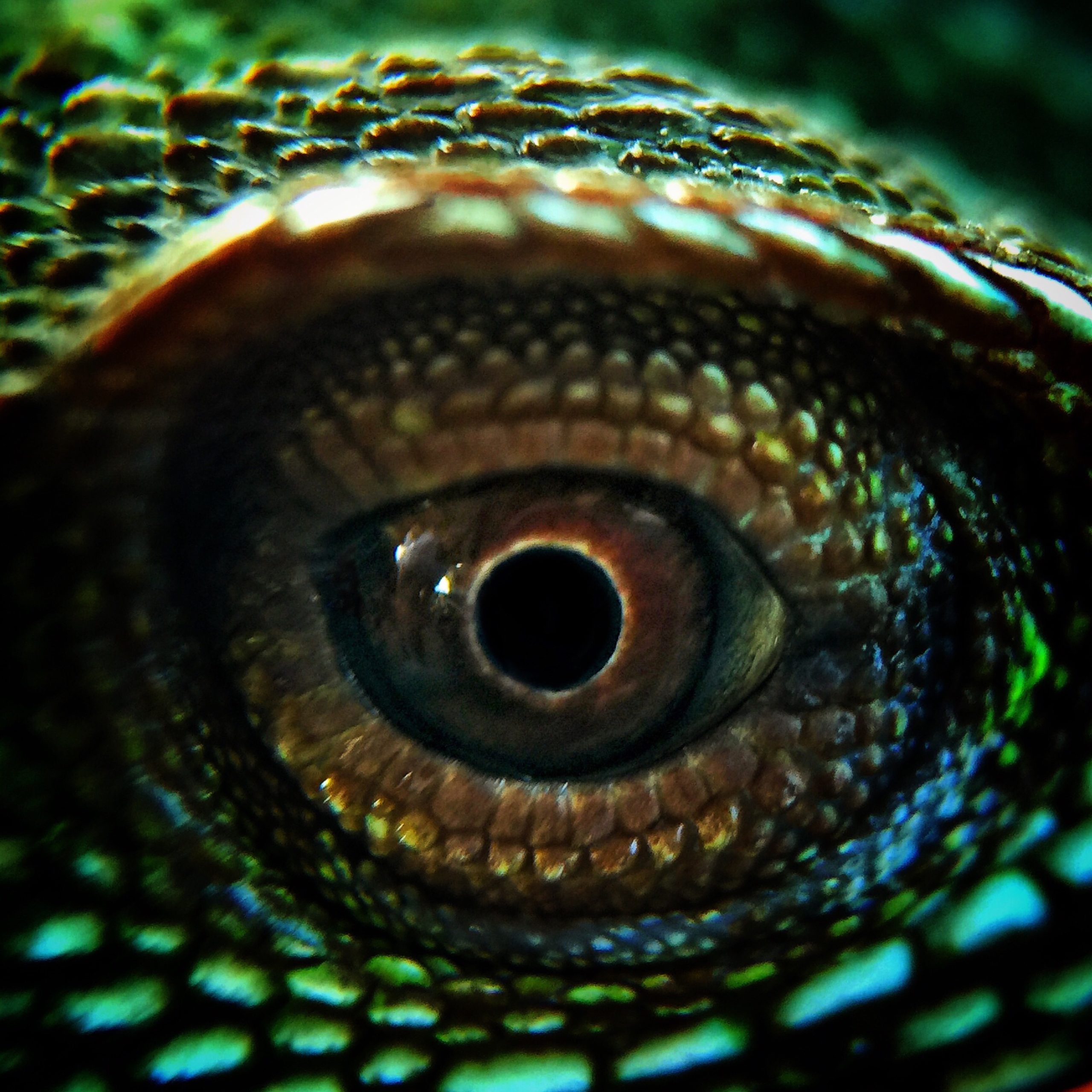 cropped-image-chameleon-eye cropped-image-chameleon-eye