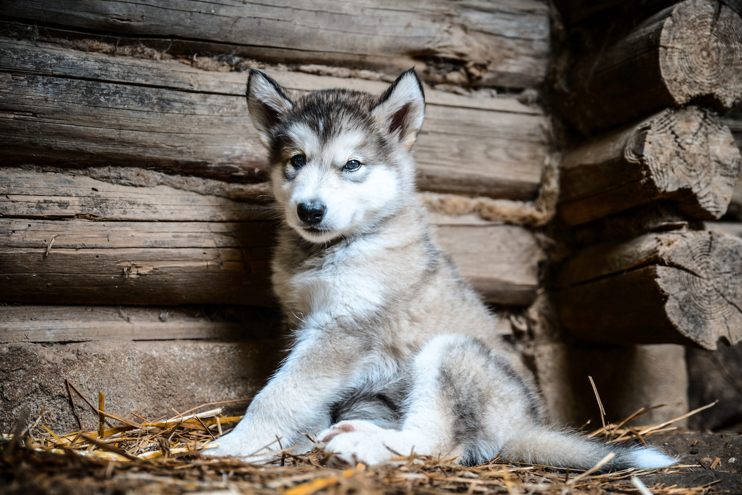 cute puppy alaskan malamute run on grass garden cute puppy of alaskan malamute run outdoor on grass in garden at sunset near doghouse box