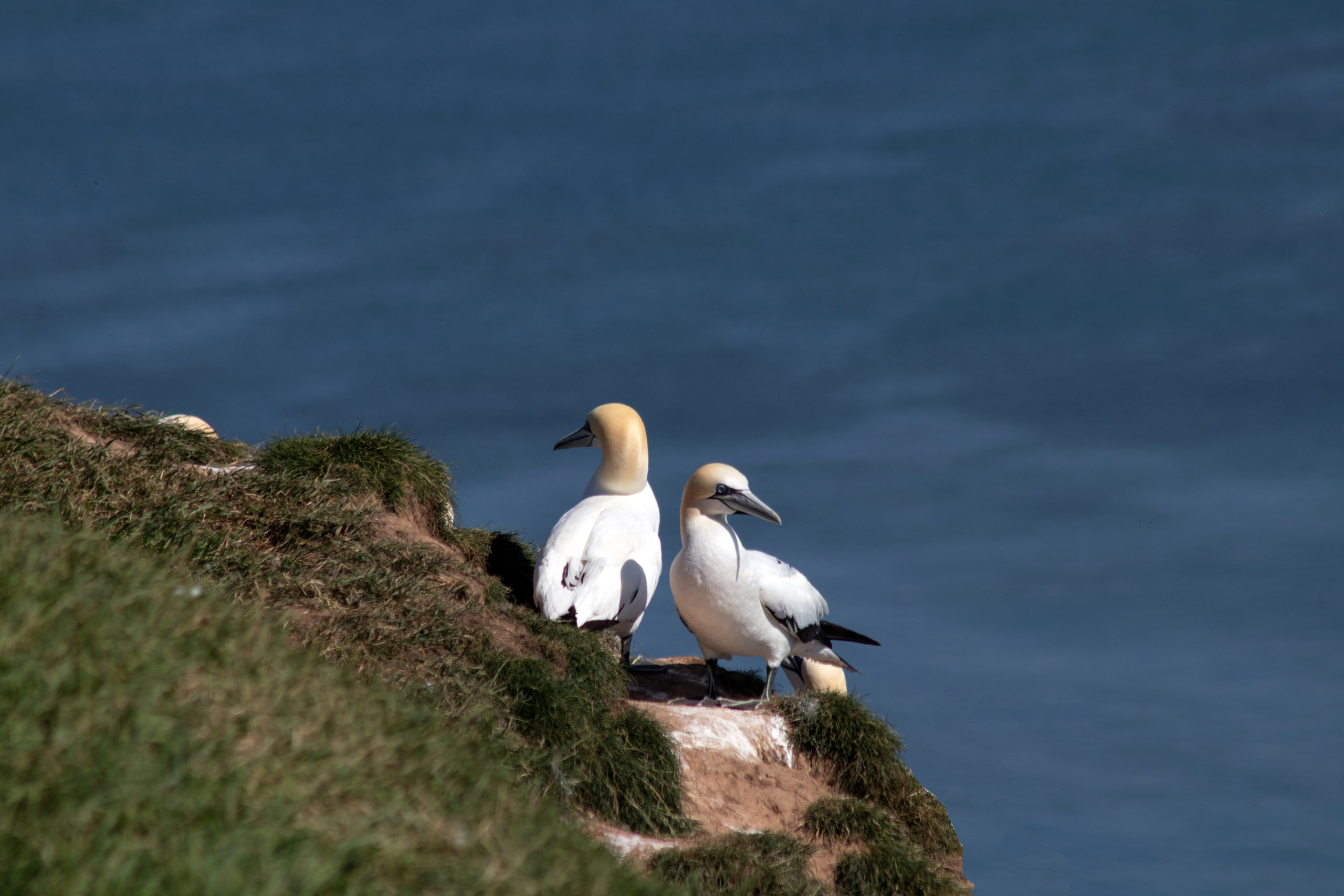Gannets at Bempton Cliffs A pair of gannets on the cliffs at Bempton, North Yorkshire
